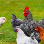 Chicken or Egg: The Proven Answer to a Timeless Question