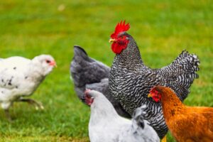 Chicken or Egg: The Proven Answer to a Timeless Question