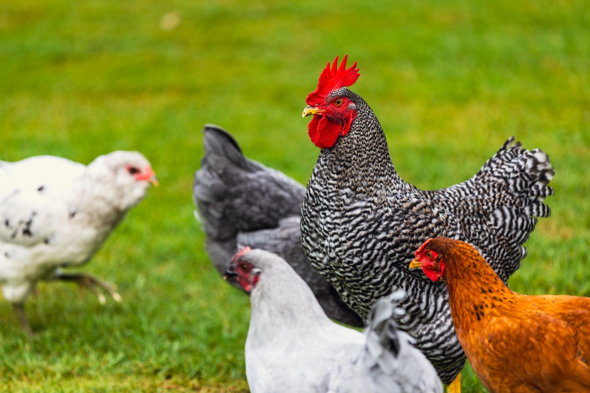 chicken or egg